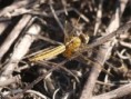 /album/photogallery/dragonfly-sp-no-1-jpg/